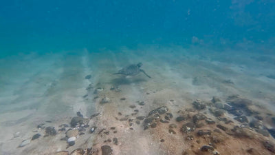 Handpicked from the ocean